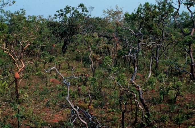 Textura floresta do Cerrado
