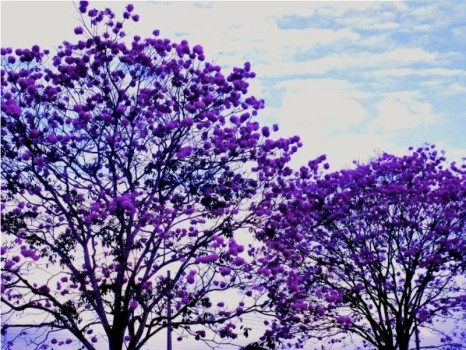Ipê roxo